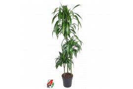 Dracaena fragr. hawaiian sunshine Dracaena Hawaiiana 90-60-30pp