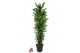 Dracaena fragr. cintho Dracaena Cintho vertakt P40pp 