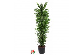 Dracaena fragr. cintho Dracaena Cintho vertakt P40pp