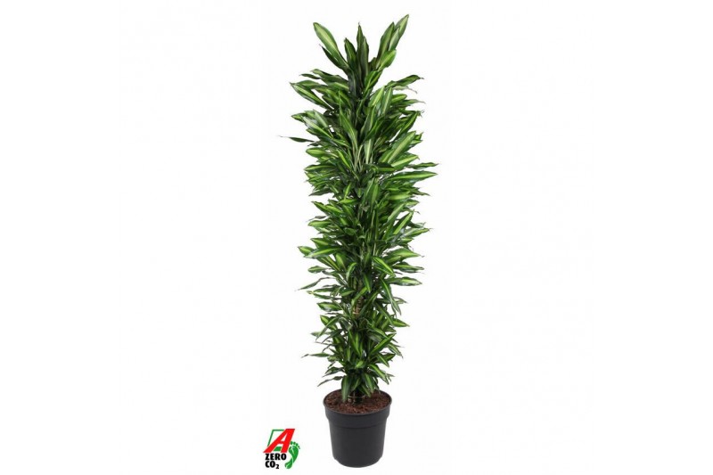 Dracaena fragr. cintho Dracaena Cintho vertakt P40pp 