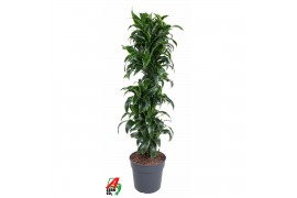 Dracaena fragr. compacta dorado Dracaena Dorado vertakt P34pp