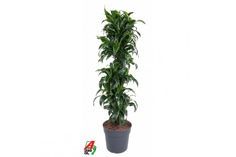 Dracaena fragr. compacta dorado Dracaena Dorado vertakt P34pp 