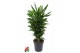 Dracaena fragr. cintho Dracaena Cintho vertakt P24pp 