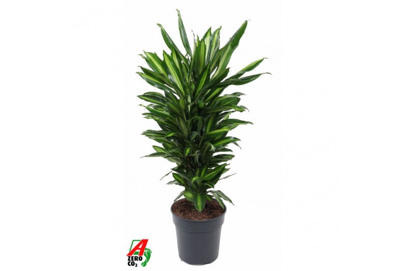 Dracaena fragr. cintho Dracaena Cintho vertakt P24pp 