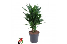 Dracaena fragr. janet lind Dracaena Janet Lind vertakt P21pp