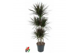 Dracaena marg. magenta Dracaena Magenta 90-carrouselpp