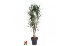 Dracaena marginata Dracaena Marginata vertakt P34-180pp
