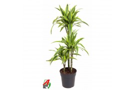Dracaena fragr. der. lemon lime Dracaena Lemon Lime 60-30-15pp