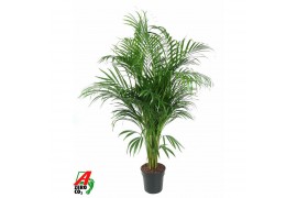 Dypsis lutescens Dypsis Lutescens(Areca) P21-12015 pp