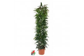 Ficus binnendijkii alii king Ficus Alii king zuil P32 (NO GAP)pp