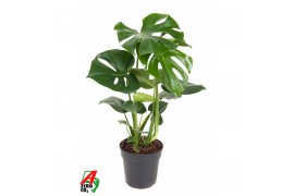 Monstera deliciosa Monstera Deliciosa struik P19pp