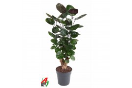 Polyscias fabian Polyscias Fabian vertakt P211 pp