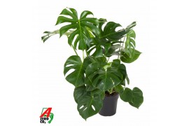 Monstera deliciosa Monstera Deliciosa struik P24pp
