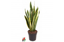 Sansevieria trifasciata laurentii Sansevieria Laurentii P2115 pp