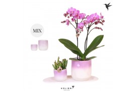 Arrangementen kamerplanten Kolibri Gift Set small Gradiencepp 2 tak/pl