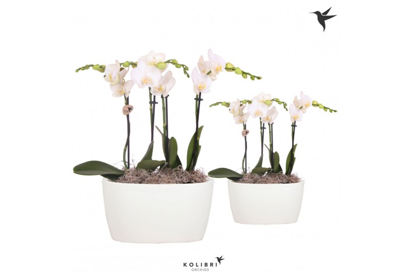 Phalaenopsis Kolibri Orchids Phalaenopsis white 4 spike in Oval Twins  
