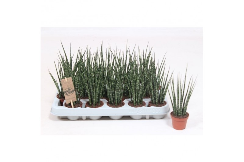 Sansevieria fernwood Sansevieria Fernwood Mikado 
