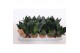 Sansevieria trifasciata hahnii Sansevieria Hahnii Black 