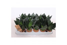 Sansevieria trifasciata hahnii Sansevieria Hahnii Black