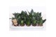 Sansevieria trifasciata hahnii Sansevieria Hahnii Black 