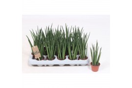 Sansevieria bacularis Sansevieria Mikado