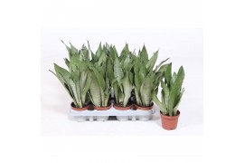 Sansevieria trifasciata moonshine Sansevieria Moonshine