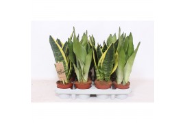 Sansevieria trifasciata Sansevieria mix