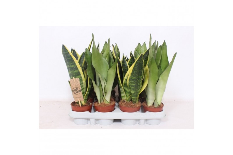 Sansevieria trifasciata Sansevieria mix 
