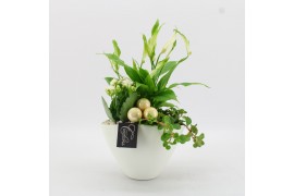 Arrangementen kamerplanten BAXM-2511W Xmas Fundamentals 3 pp