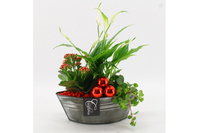 Arrangementen kamerplanten BAXM-2515R Xmas Fundamentals 3 pp 