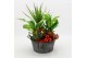 Arrangementen kamerplanten BAXM-2516R Xmas Fundamentals 5 pp 