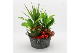 Arrangementen kamerplanten BAXM-2516R Xmas Fundamentals 5 pp