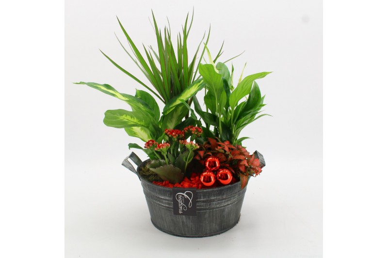Arrangementen kamerplanten BAXM-2516R Xmas Fundamentals 5 pp 