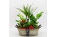 Arrangementen kamerplanten BAXM-2517R Xmas Fundamentals 6 pp 