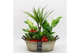 Arrangementen kamerplanten BAXM-2517R Xmas Fundamentals 6 pp