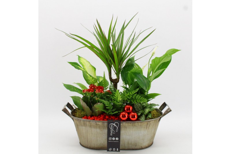 Arrangementen kamerplanten BAXM-2517R Xmas Fundamentals 6 pp 