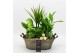 Arrangementen kamerplanten BAXM-2517W Xmas Fundamentals 6 pp 