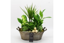 Arrangementen kamerplanten BAXM-2517W Xmas Fundamentals 6 pp