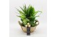 Arrangementen kamerplanten BAXM-2520W Xmas Fundamentals 5 pp 