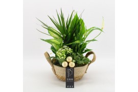 Arrangementen kamerplanten BAXM-2520W Xmas Fundamentals 5 pp