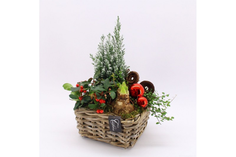 Arrangementen gaultheria GACR-2514 Gaultheria creatie 4 pp 