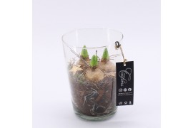 Arrangementen hyacinthus XHF-2501 Xmas Hyacint Fundamentals 1 pp