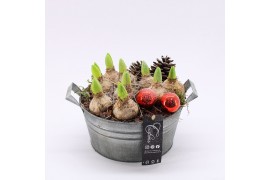 Arrangementen hyacinthus XHF-2525 Xmas Hyacint Fundamentals 3 pp