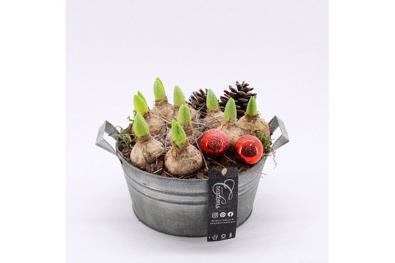 Arrangementen hyacinthus XHF-2525 Xmas Hyacint Fundamentals 3 pp 