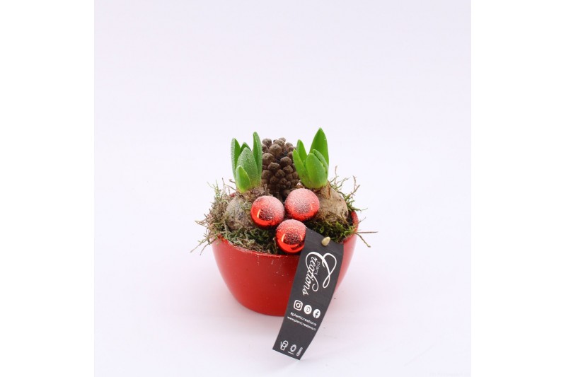 Arrangementen hyacinthus XHF-2511 Xmas Hyacint Fundamentals 2 pp 