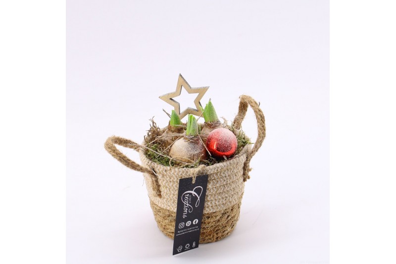 Arrangementen hyacinthus XHF-2515 Xmas Hyacint Fundamentals 1 pp 