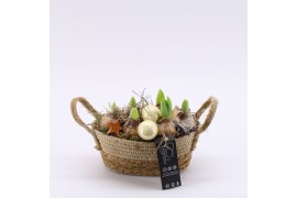 Arrangementen hyacinthus XHF-2518 Xmas Hyacint Fundamentals 2 pp
