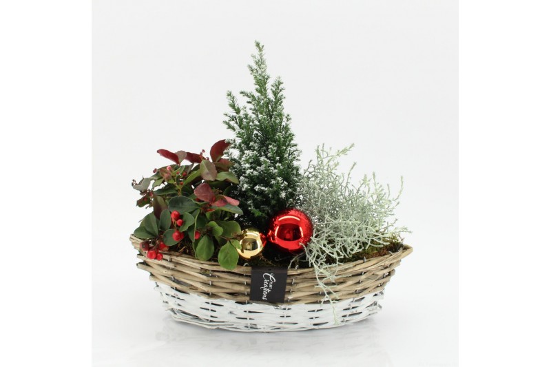 Arrangementen tuinplanten ODXM-2503 Xmas Outdoor 3 pp 