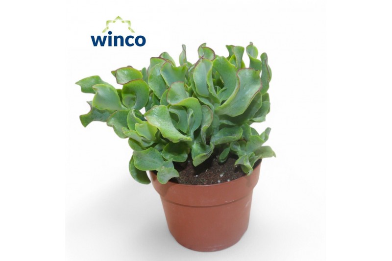 Crassula arborescens undilatifolia Crassula Undilatifolia 