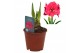 Hippeastrum Hippeastrum Bolero exclusief2 tak/plnt 